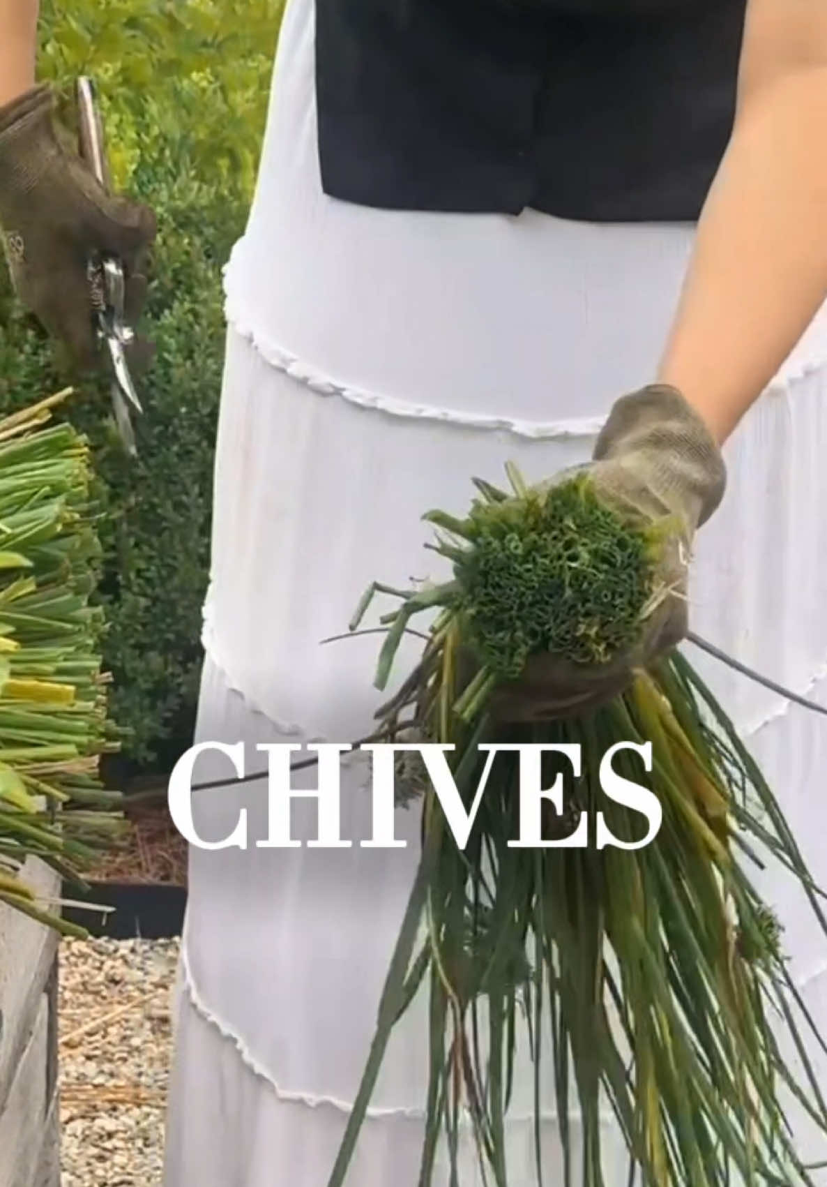 Head to my bio to get my favorite pruners on major sale so you can do this too Pruning is key to keeping your  garden productive during summer-it gives your plants more room, better air flow and even increases growth So grab our pruners and all our other essential tools in our summer tool sale  #garden #chives #gardening #gardening101 #gardenproject #onion 