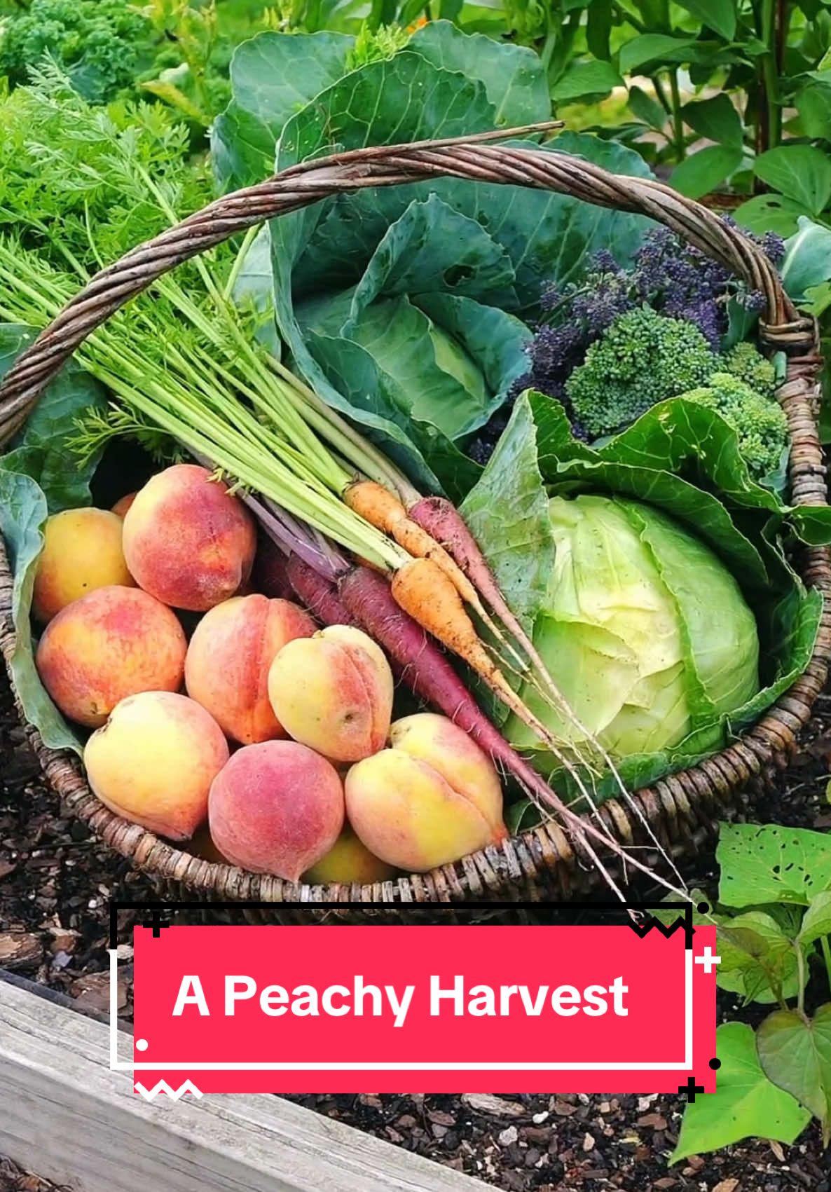 Look at my peaches!!!! 🤩🍑✨ #garden #harvest #farmlife #abundance 