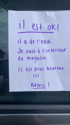 🐶 #chiens #voiture #humor #couple 