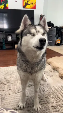 She’s persistent, I’ll give her that lol #husky #funnydog #blinddog 