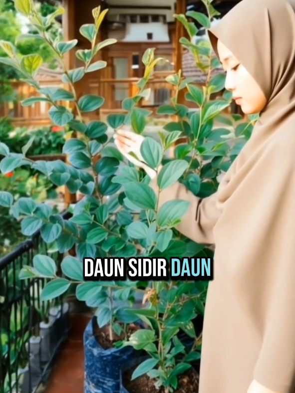 Dahsyatnya manfaat daun Bidara Arab #daunbidara #bidaraarab #daunbidaraarab #benihbidaraarab #manfaatdaunbidara #lewatberandafyp #untukmu 