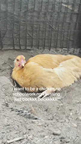 #fyp #vibe #chickens #relatable #chickensoftiktok #cool 