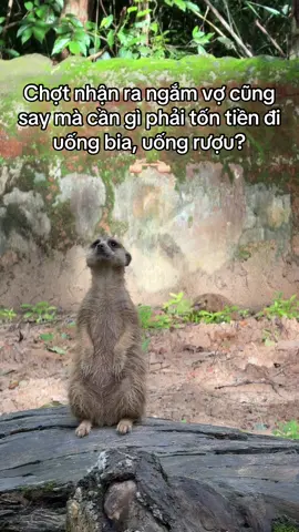 Ừ ha #GreenCreator #Vinpearl #VinpearlGolf #VinWonders #WonderSummer2025 #dulich #dulichphuquoc #vinpearlsafariphuquoc #viral #chuỗi #lửa #xuhuong #phuquoc 