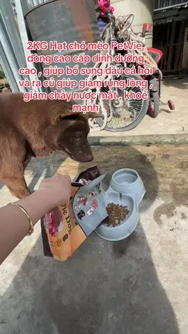 2KG Hạt chó mèo PetVie, dòng cao cấp dinh dưỡng cao , giúp bổ sung dầu cá hồi và ra củ giúp giảm rụng lông , giảm chảy nươc mắt , khoẻ mạnh #toiyeudongvat❤ #videoxuhuong #thucung🔔 #top #video #chó #trending #mèo #thucanchomeo #hatpetvie #hatcaocapchomeo 