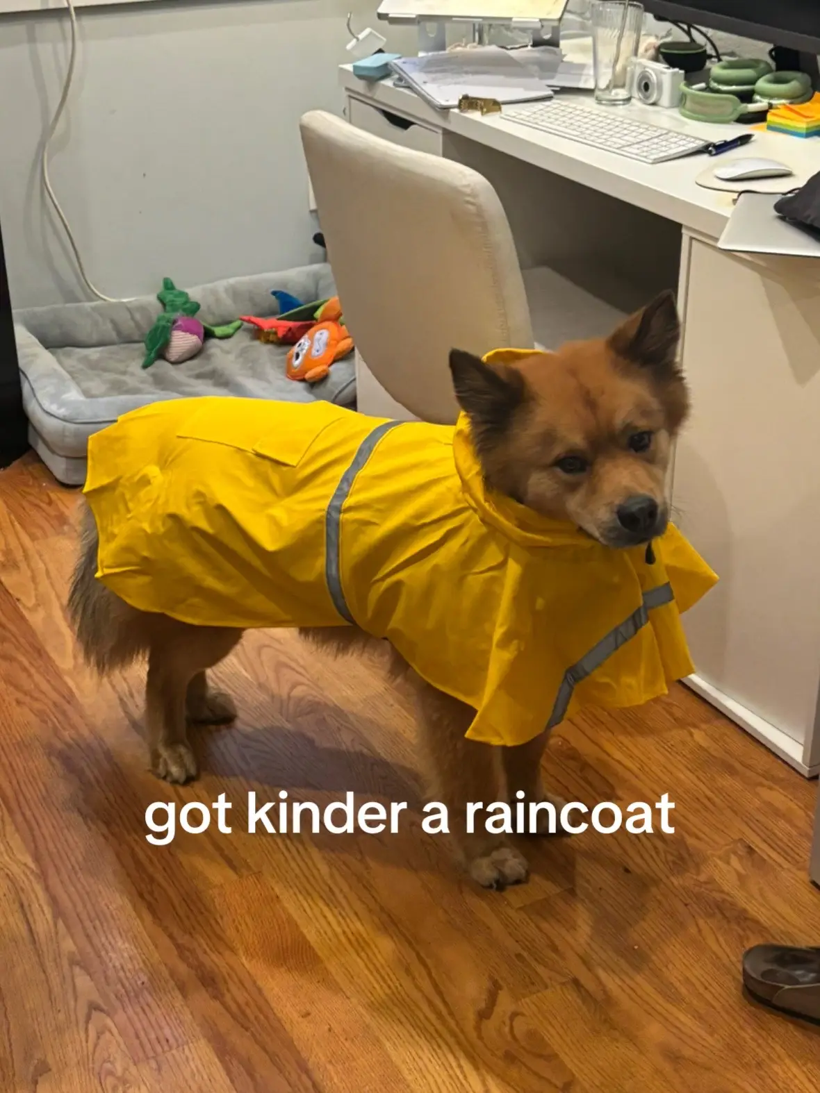 he HATES outfits but it keeps him dry!