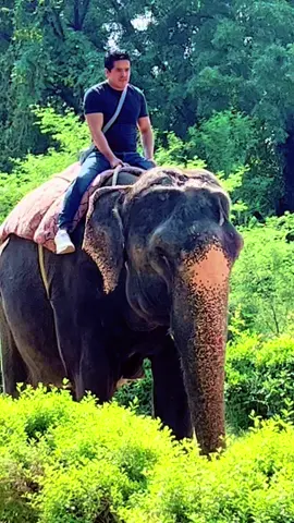#elephant #montar #aladin 