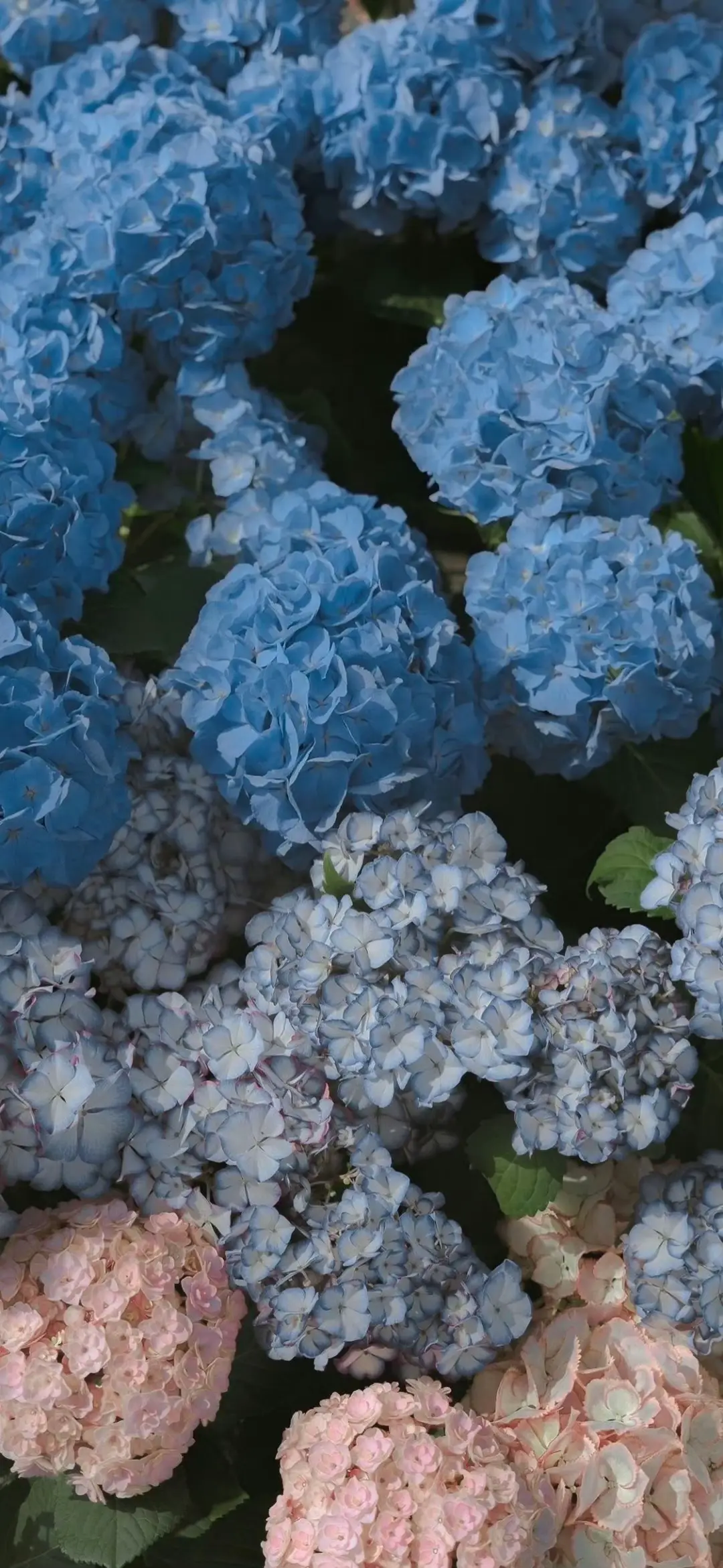 Hoa Cẩm Tú Cầu 💐✨#xuhuong #hinhnen #weibo #camtucau #flowers #thugian #chill 