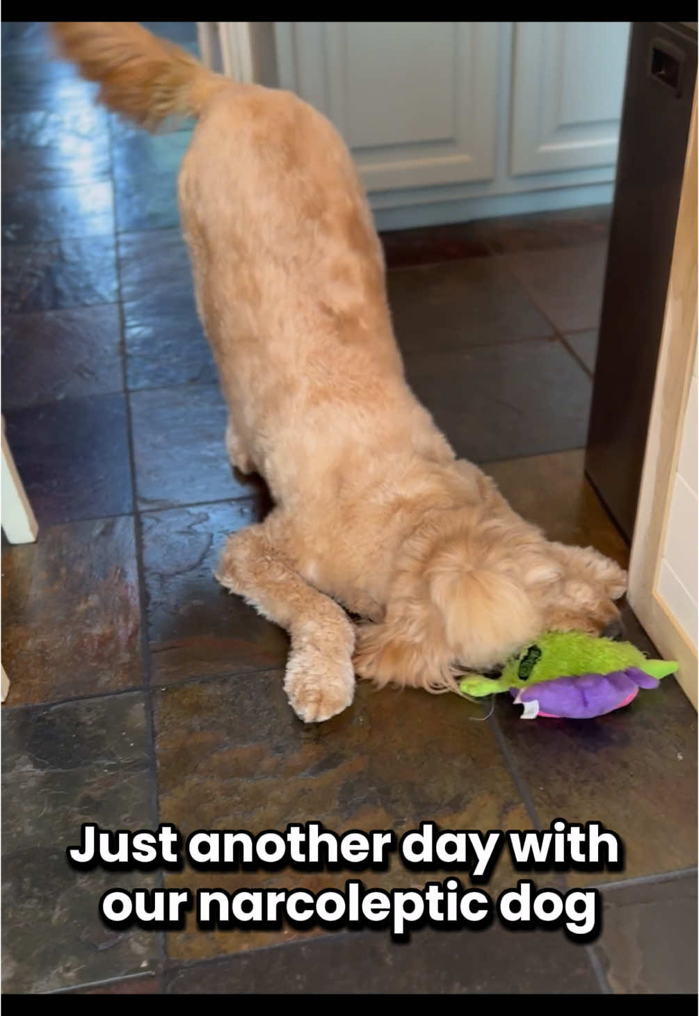 #narcolepticdog #specialneedsdog #narcolepsy #doodle #toast #teamtoast 