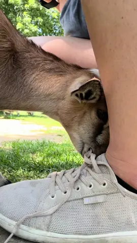 The best farm ever. Yes, that goat is eating my shoelace 🤣 #onthefarm #farm #goat #sahm 