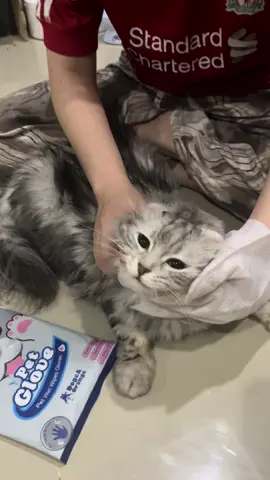 #ถุงมืออาบน้ําสัตว์เลี้ยง #มีแมว8ตัว #cat 
