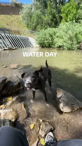 Brave girl at that second water spot 🥹 I think I’m gonna take her to a lake with a life jacket to start swimming this week 👀 #dogmomvlog #dogwalk #offleashtraining #hikingwithdogs #ditl #dailyvlogs 