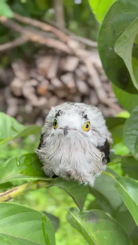 #urutau #pajarofantasma #aves #animales #naturalezaincreible 