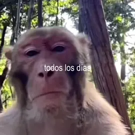 #monlaferte #situmequisieras #fyp #monkey #mono 