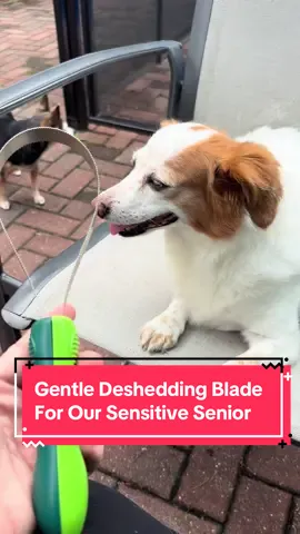 He’s 14, grumpy, and picky… but even he approved this comb.  #creatorsearchinsights #petproducts #amazonfavorites #dogproducts #doglife #olddog 