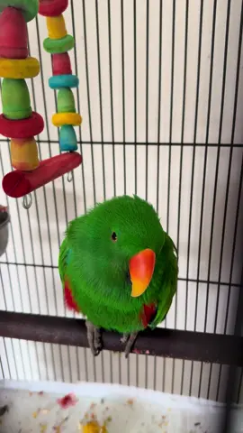 BASIL BBY 🦜 #fyp #foryoupage #eclectusparrot #parrot #melbourne #tiktok #singing #cuteanimals #animal #bird #trending 