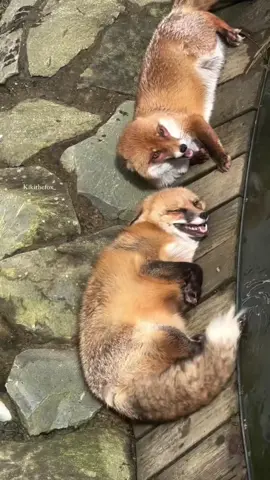 The two girls at their daily coffee gossip. 💅 ☕️ What are the two of them planning? 🤔🥺 Credit @kikithefox_ #kikithefox #kikifoxfamily  #nopets #fox #fuchs #foxrescue #rescue 