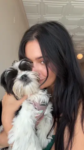 Nothing is better than taking my puppy with me to work  🐾  #esa #emotionalsupportanimal #shihtzusoftiktok #shihtzu #salondog #salonpuppy 