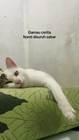 #fyp #quotestory #kucinggemoy #cat 