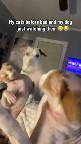 The dogs reaction 😭 @I Can’t Even (via:@Adrienne Schoop) 
