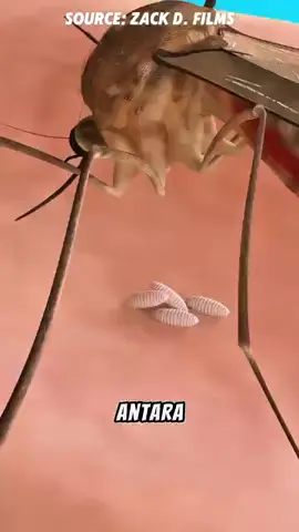 Larva Nyamuk Tumbuh di Kaki Manusia #foryoupage #foryou #fyp 