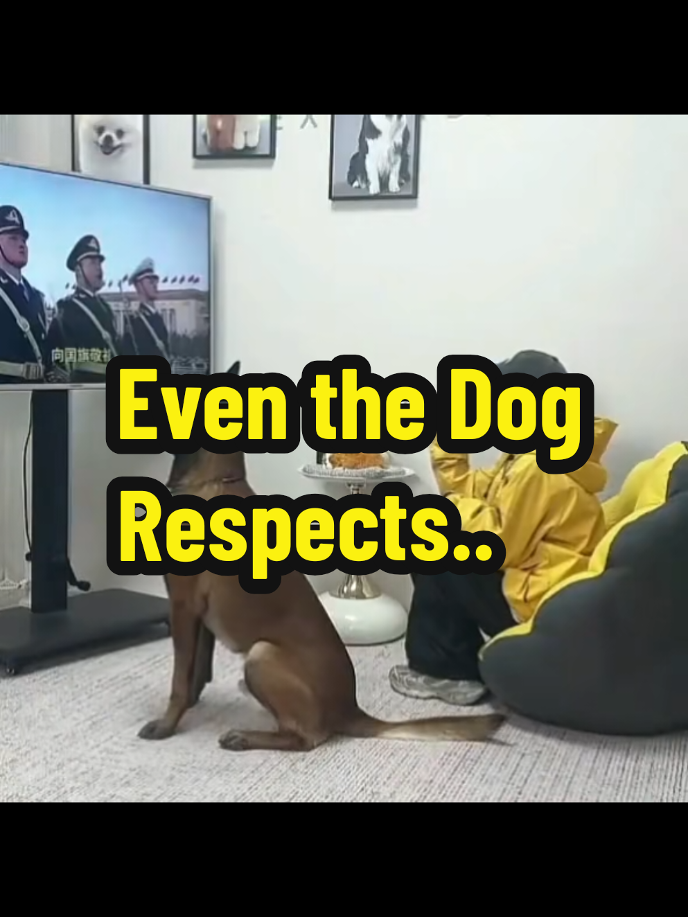 A highly intelligent dog surprises everyone by standing at full attention the moment it hears the Chinese national anthem playing. Its respectful posture is so genuine that the owner, feeling humbled, quickly stands up as well to honor the moment. Whether trained or instinctive, this dog's behavior stirs emotions and reminds us how deeply loyalty and respect can be expressed—even by our furry friends. #SmartDog #RespectfulPet #ChineseAnthem #LoyalCompanion #AnimalWisdom #HeartwarmingMoment