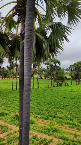 ရာသီဥတုကြီးကလွမ်းစရာရီးဗျာ😞#foryoupage #fyp #foryou #fyppppppppppppppppppppppp #viral #အညာ 