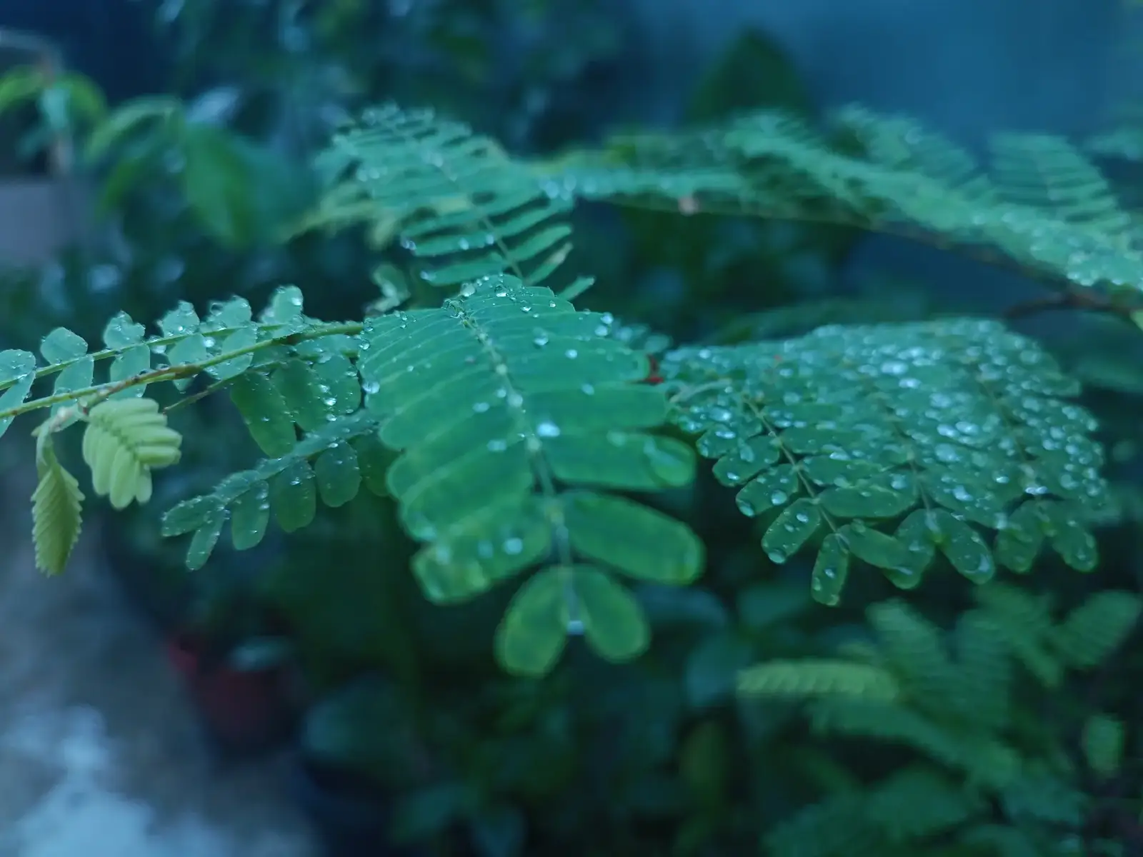 daun + air hujan + mendung = foto estetik #rain #nature #naturephotography #alam #daun #estetik #fyppppppppppppppppppppppp #fyp #fypシ #fypシ゚viral 
