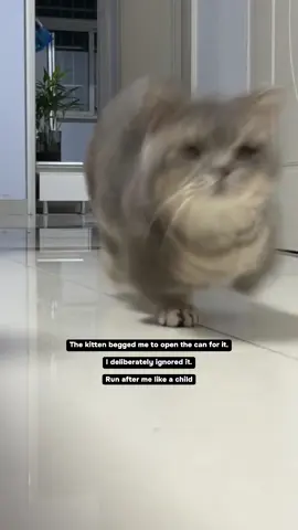 #funnyvideos😂 #funny #cat #cutecat #catsofttiktok 