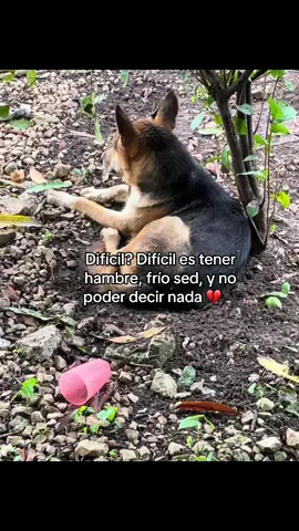 Que personas tan despreciables 🙁💔 #perritos #fyp #trizteza 