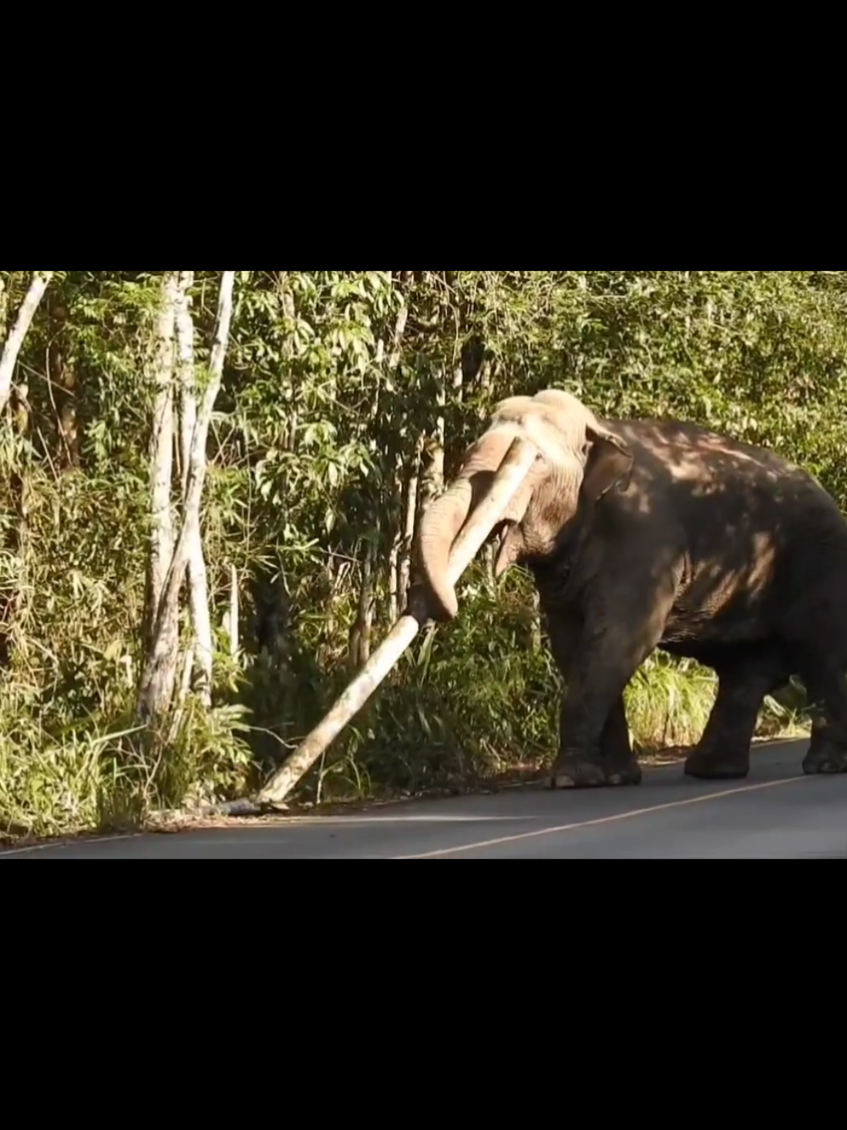 พี่เดี่ยวบอก แกล้งนุดดีกว่า#พลายเดี่ยวหลับ #อย่าปิดการมองเห็น #ช้างป่าเขาใหญ่ #tiktokkuni 