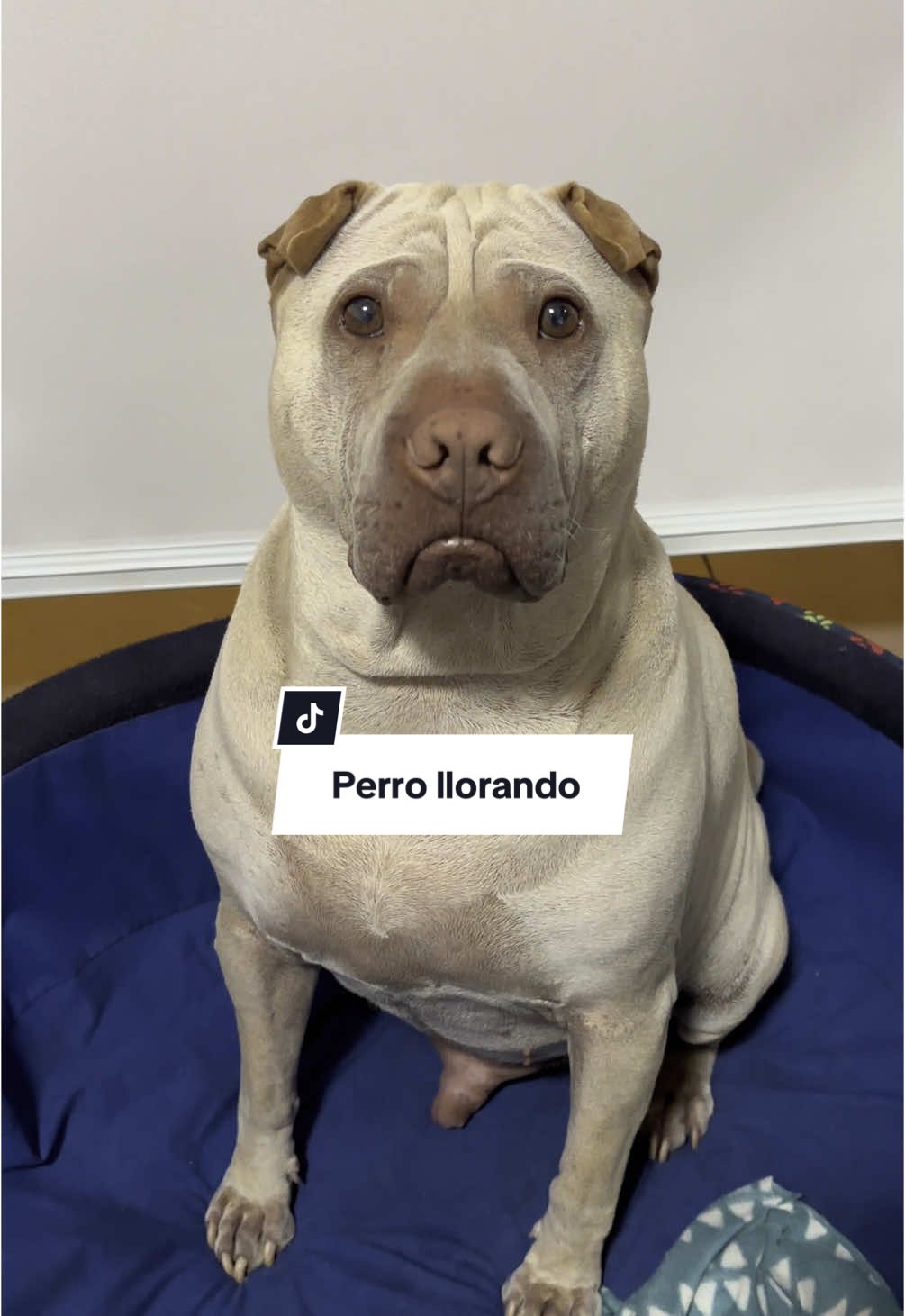 Lo compré para que cuidara la casa y ahora llora si lo dejo solo 😒 . . . #sharpei #sharpeilove #sharpeigordo #sharpeichino #sharpeiamericano #perro #perrogordo #perrostiktokers #perrosgraciosos #perrosfelices #perritostiernos #perrotriste #lima 