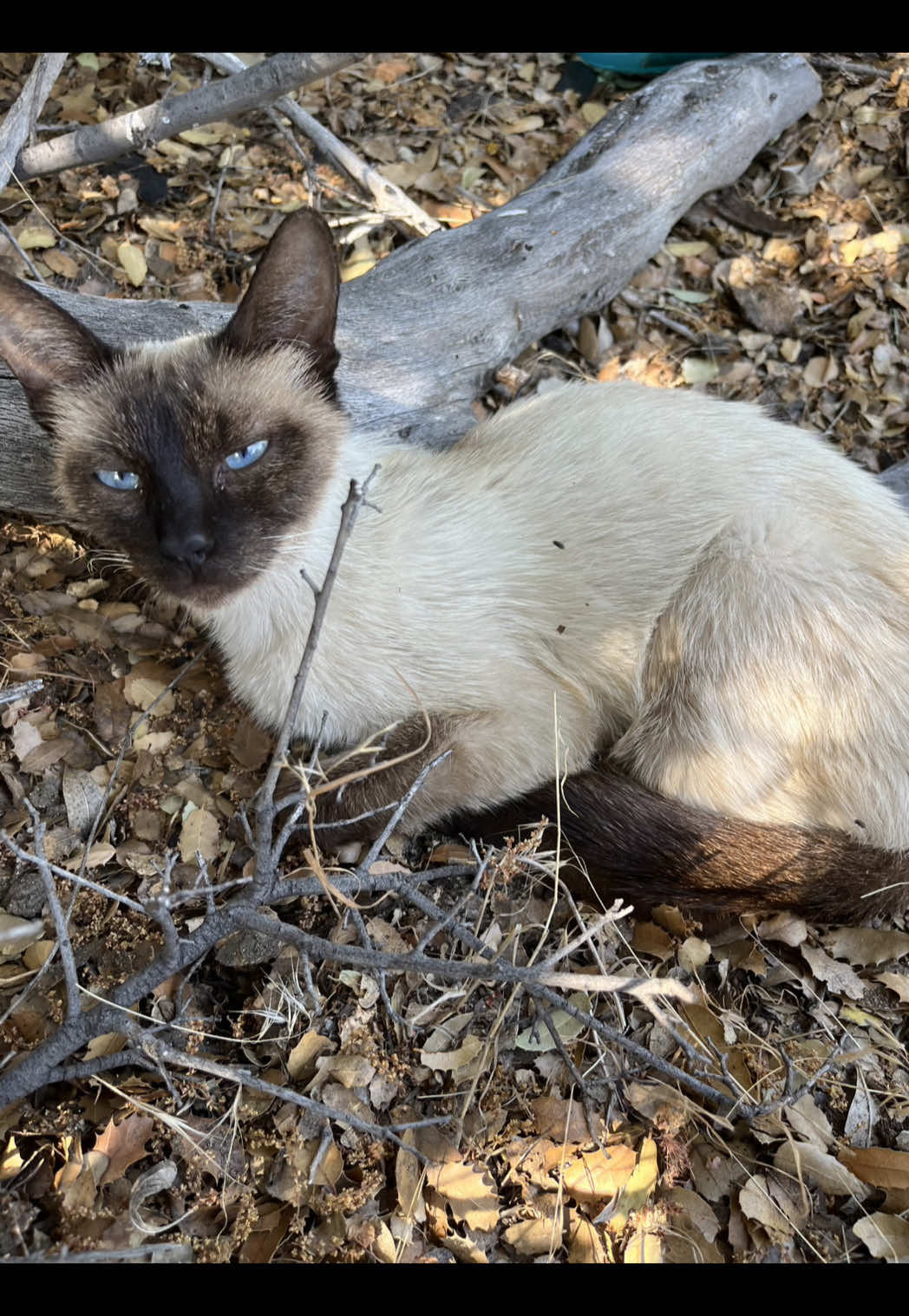 Meet Molly, One of our most incredible rescues. This story is absolutely amazing. When they tried to get the cat she ran into some bushes, there was a rattlesnake between them, low on water, cell phones dying, they had no choice, they sent me a pin of the location and said they had to leave the cat there hoping we would arrive later to capture her, as they started to leave the cat ran out and straight to them as if begging not to be left behind. They grabbed her and put her in the makeshift carrier. #fyp #davidloop65 #cat #cattok #catsoftiktok #kitten #kittensoftiktok @Maddie <3 @stefanie.lynn00 @Loop @Missy Ramos 