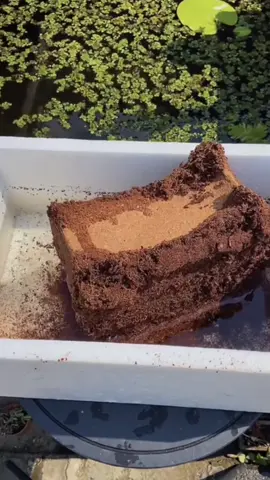 Combo 10 viên Đất Trồng Cây Viên đất nén xơ dừa tiện ích #viennenxodua #viennenxoduatrongcay #xhtiktok 