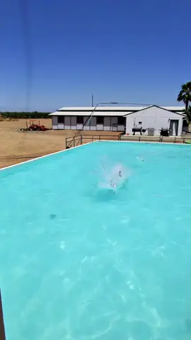 Fun day at Rockin R Ranch- all sporting their @No Ruffs collars! #dogs #dockdiving #waterdogs 
