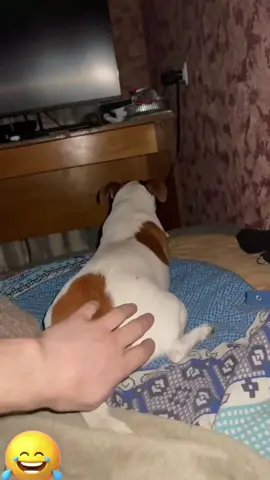 Don’t touch it’s paws #funnyfuuny #dog #foryou 