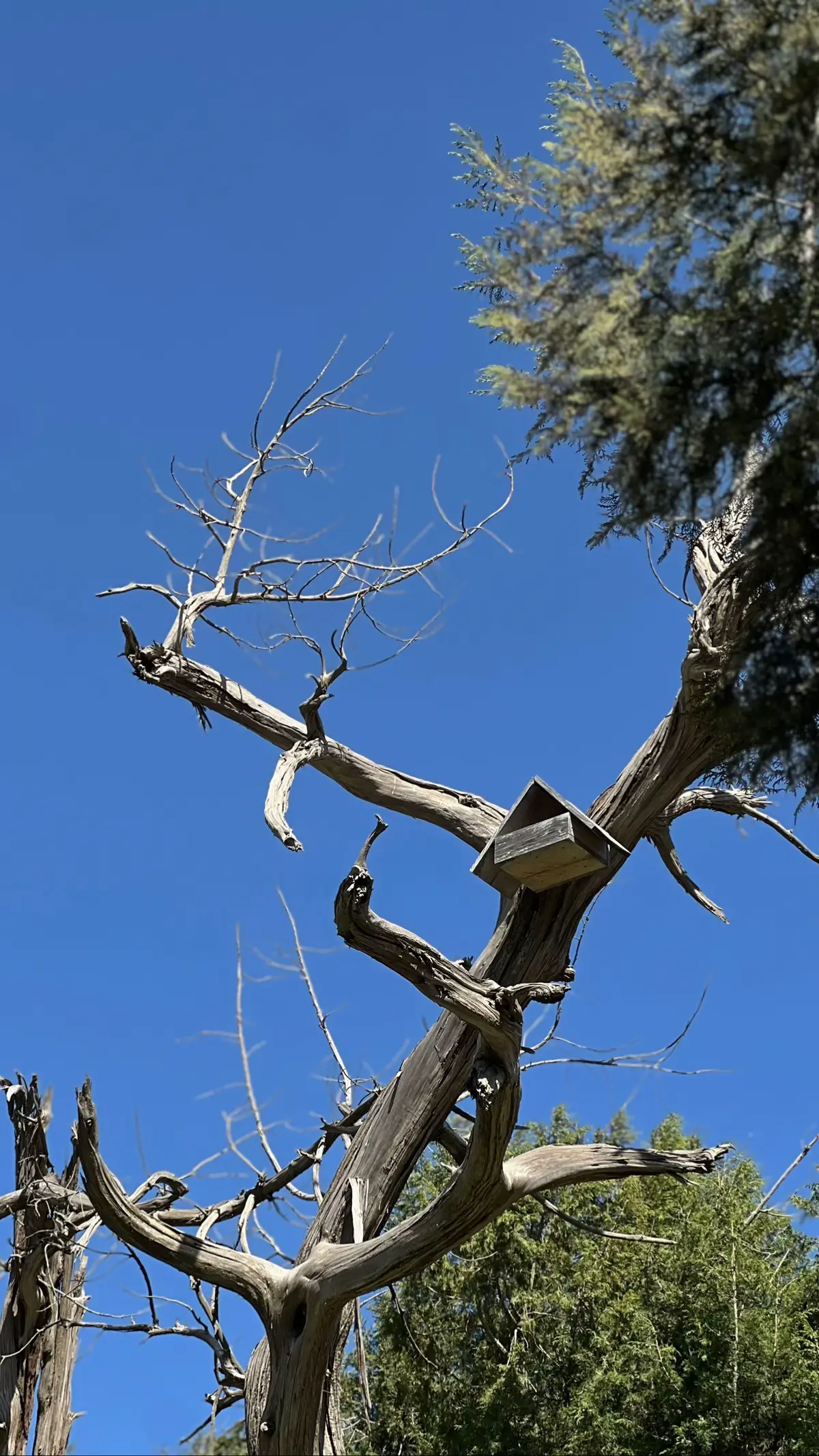 #الباحه #غابة_رغدان #اكسبلورexplore #fypシ゚ #اكسبلور #فطور 