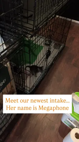 Just a PSA, please don’t come in and try to leave us with a taped up cardboard box with a screaming kitten inside. I’ve had to make room for this one in our intake area when I’m supposed to be saving that kennel for 3 more new kittens later this week. We are at our limit financial and mentally. I know this little one would’ve been dumped somewhere else if not with us so in the grand scheme of things I am glad she landed with us but its still very stressful for us to have to try to come up with the funds to take in yet another new kitten. For now though, Megaphone is safe with us as are the other 3 that we got last night.  . . . . . . . #Rescuecat #cats #catlovers #catsofriktok #adoptdontshop #catstok 