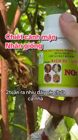 #xuhuong #xuhuongtiktok #kichre #no1 chiết cành #mận #mst #xanhduong