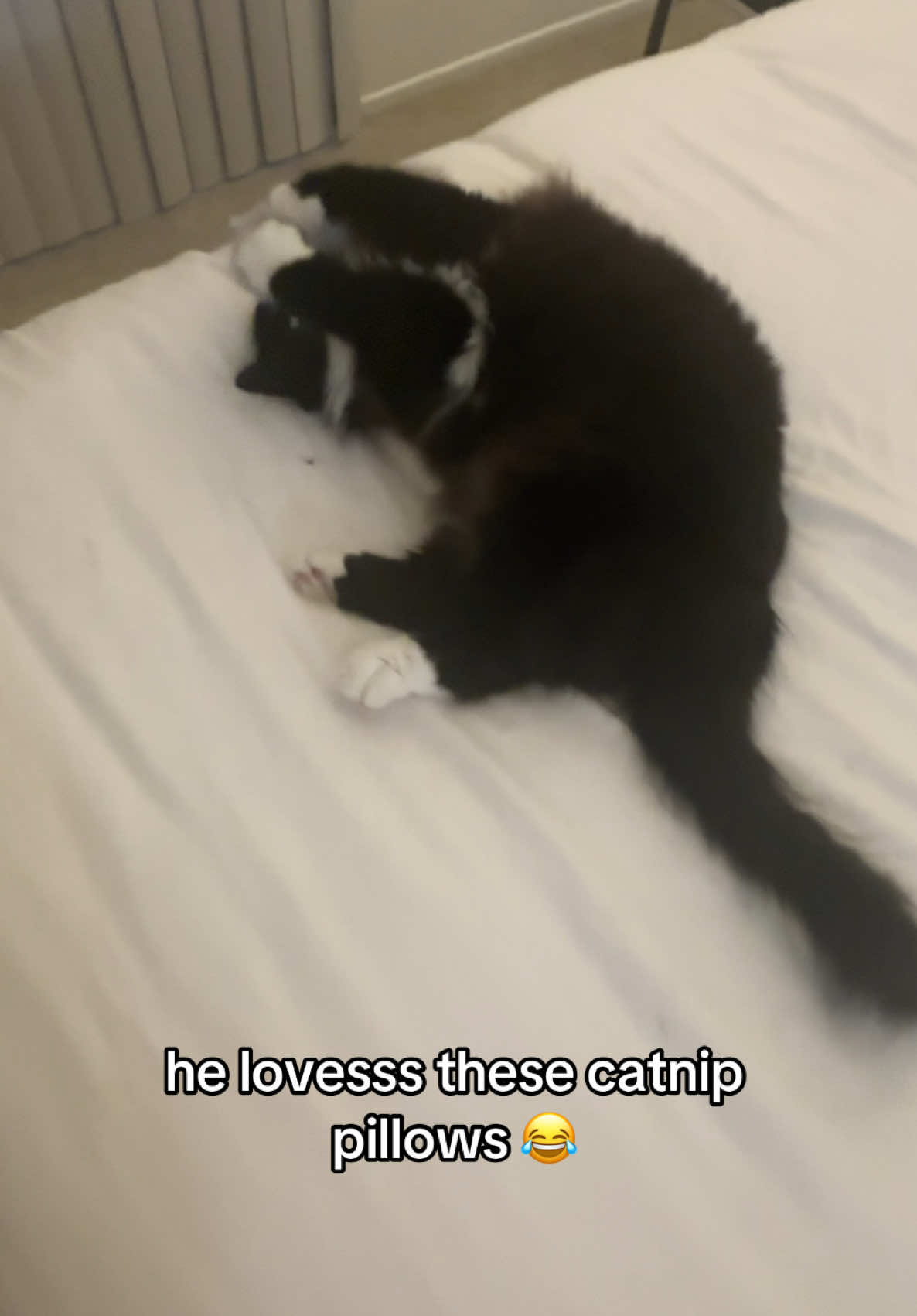 #catsoftiktok #cattoyrecommendations #cattoy #tiktokshop #catmom  