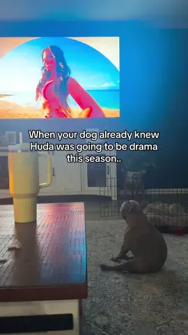 his face kills me.. 😂😂 #loveislandusa #hudaloveisland #fyp #LoveIsland #hudaandjermiah #loveislandseason7 #peacocktv #fypage #frenchiesoftiktok #frenchbulldog