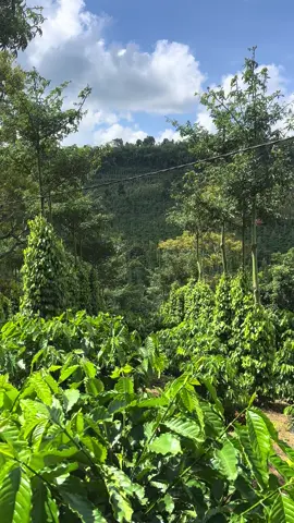 Tư duy làm nông nghiệp! Học hỏi và chọn lọc để cải thiện các phương pháp làm hợp lí và phù hợp vs khu vườn của mình, để tối đa hoá năng xuất, giảm công lao động. Cách làm cũ không phải là không đúng nhưng nên chọn lọc những gì cần thiết để áp dụng. Cách làm mới cũng không phải k đúng nhưng cũng nên xem xét có phù hợp vs địa hình, khí hậu, chất đất, để đưa vào thực tế!! #xuhuong #nongnghiep #caphe #taicanhcaphe #hotieu #lamnong 
