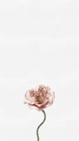 • مسموح أستخدامه ✨. لـ التحميل بجودة أعلى في قناتي اليتيوب في البايو 🤍🤍. #linda_deslgn #LINDA #لندا #تصميمي #دعوات #دعوات_زواج #دعوات_مواليد #دعوات_الالكترونيه #المصممة_لندا 