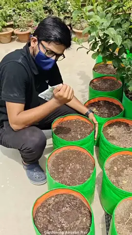 How to grow okra || How to grow okra #gardeningaasaanhai #shorts💚🌱🌱🍀🌿#fypシ゚viral❤️video🤗foryou😍_____💖❤️🥀 #foryoupage❤️ #fypシ゚viral🖤tiktok☆♡🦋myvideo #foryoupage❤️😍❤️ #❤️fypシ゚viral❤️video🤗foryou😍_ #fypシ 