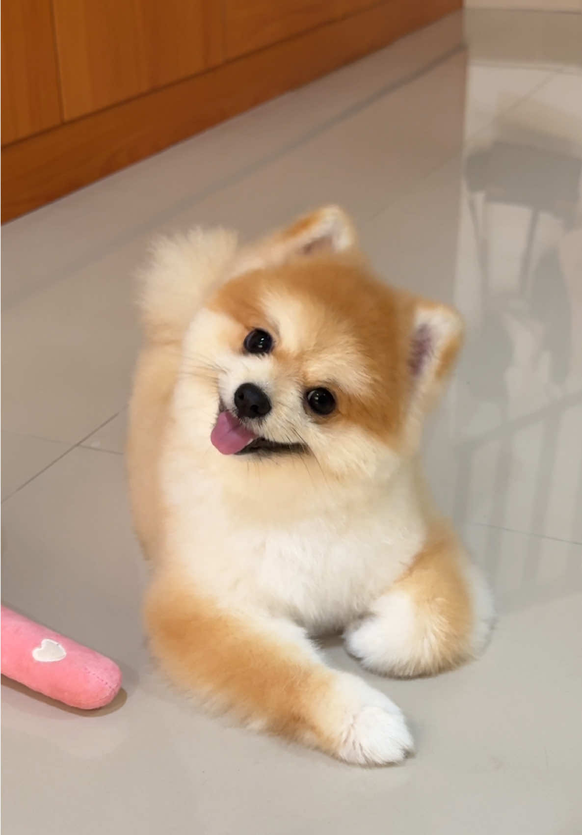 Ada yang hepiii habis mandiii, bisa senyum gituu pulaak, emeshhhh 🥹🥹💗💗 #enzotheminipom #minipom #minipomdog #minipomeranian #dogsoftiktoks 