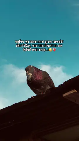 বহুদিন পর তাকে দেখে বুকের ভেতরটা কেঁপে উঠল, তবে সাহস হলো না এক মিনিট কথা বলার😅❤️‍🩹 #foryou  #the_spydoo 