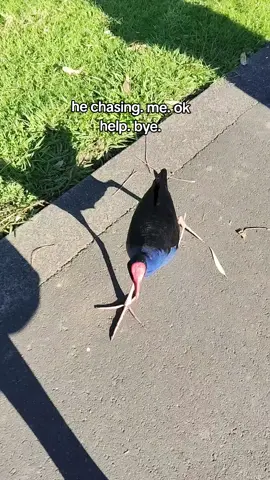 large feet. this. is not. ok. bye. #bird #chicken #ok #bye #scary #scared #foot #pukeko #swamphen #damnation #fyp #chase  #viral #Running  #foryou  #bigfoot #nz #help 