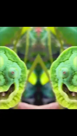 Nếu trong lòng bất ổn, thì mh trồng thêm sen.