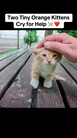 Two Tiny Orange Kittens Cry for Help #cat #kitten #kittensoftiktok #catsoftiktok 