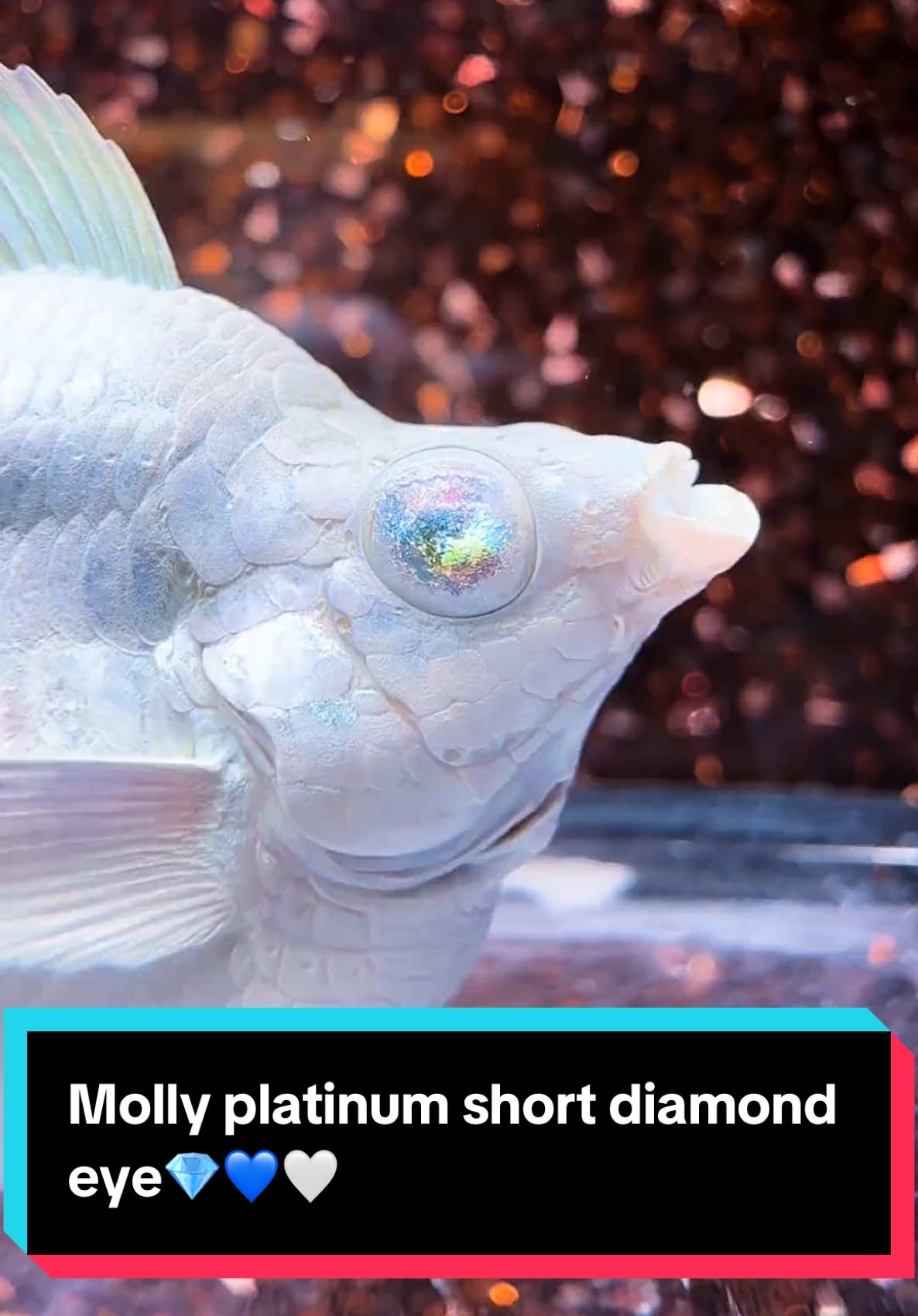 Molly platinum short diamond eye💎💙🤍#mollyfish #mollyplatinum #mollyplatinumblueeyes #fyp #xh #mollyfishlovers #abcxyz #mollyshort @Aquatic Fish🐠 