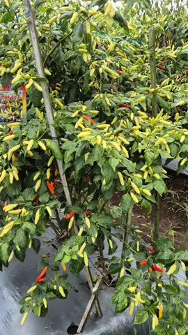 #viral #viraltiktok #viralvideo #cabeviral #ori212 #rawit #petanirawit #petaniindonesia🇮🇩🇮🇩🇮🇩🌿🌿 #petanimilenial #petanimuda #cabe #tani #petanicianjur #fyp #